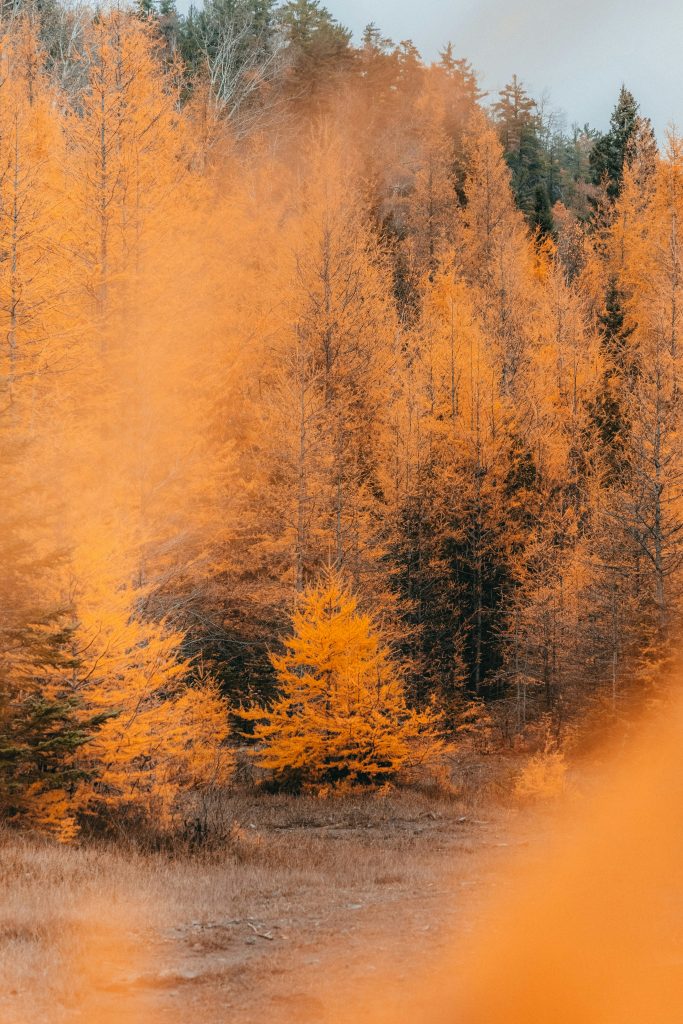 larch hikes near seattle